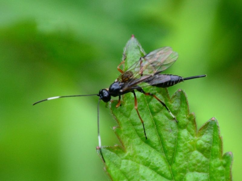 Parasitic Wasps
