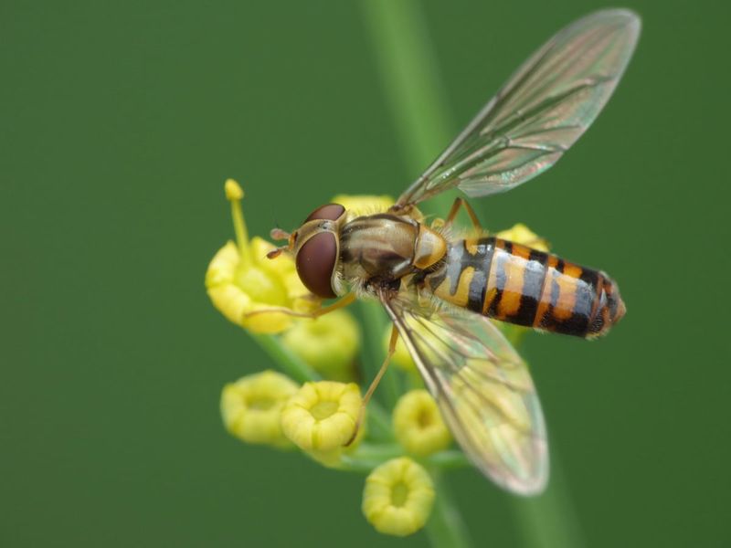 Hoverflies