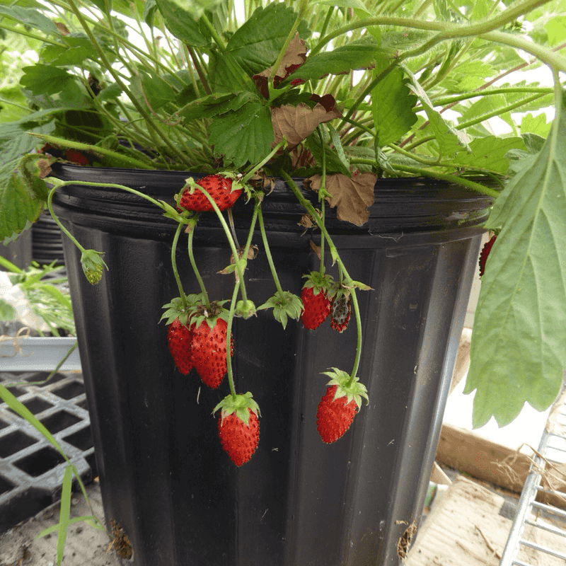 Alpine Strawberries Stay Compact And Produce Well