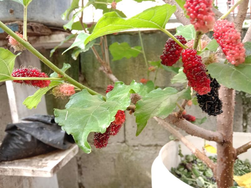 Dwarf Mulberries Can Grow In Buckets With Care