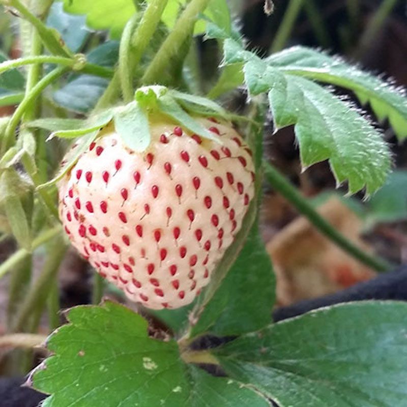 Pineberries Grow Well In Hanging Baskets With Care