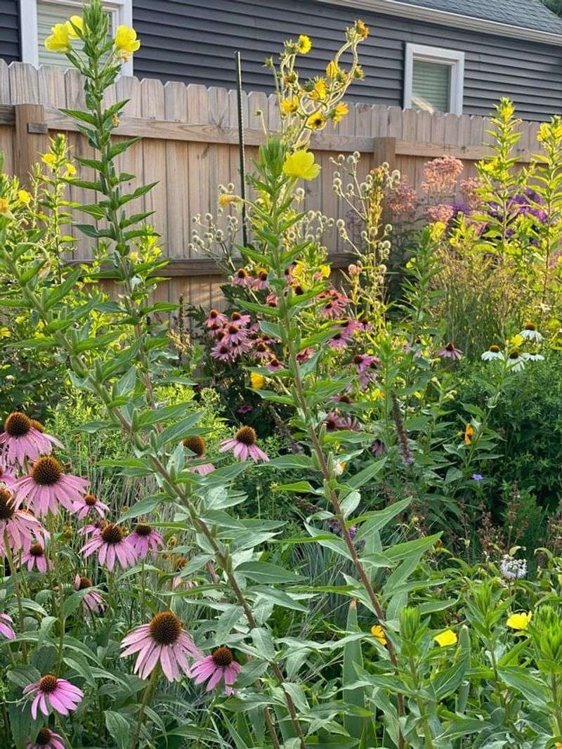 Perennials Add Lasting Color And Structure