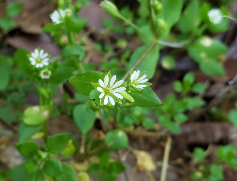 Common Chickweed Forming Low, Dense Green Mats