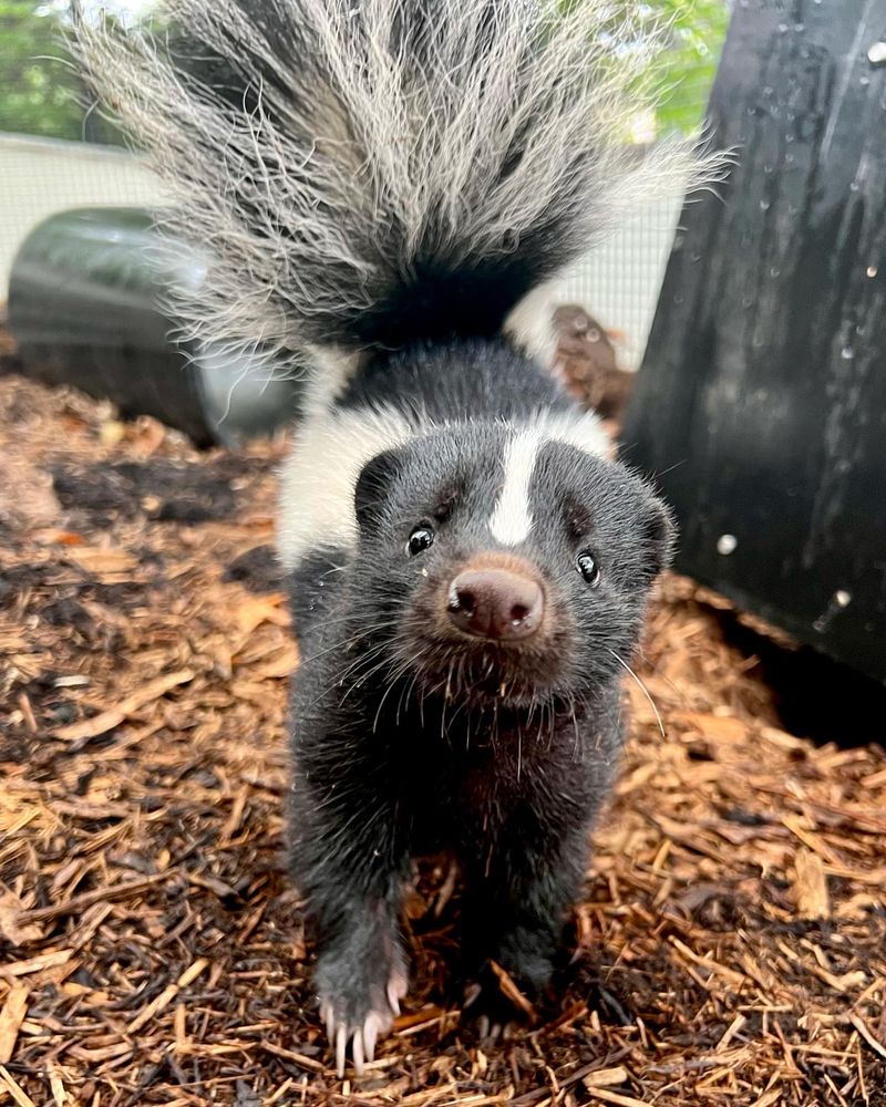 Skunks For Lawn Tearing Night Raids