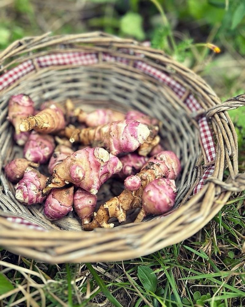 Jerusalem Artichoke Produces Edible Tubers And Returns Each Season