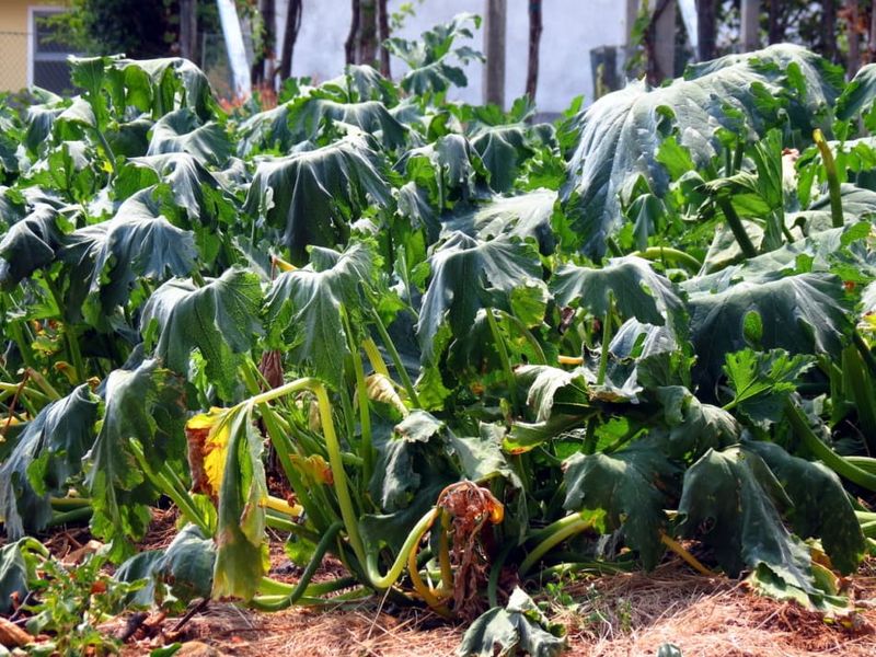 Watch For Early Signs Of Heat Stress