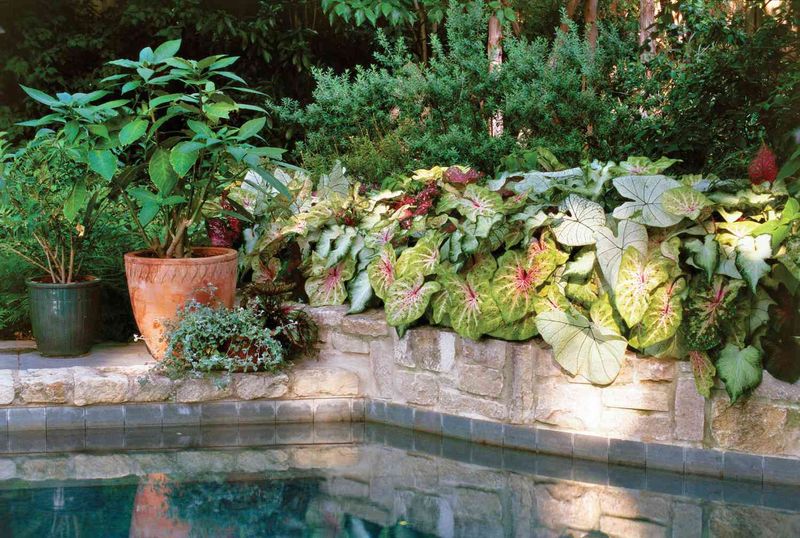 Move Pots Away From Harsh Afternoon Sun