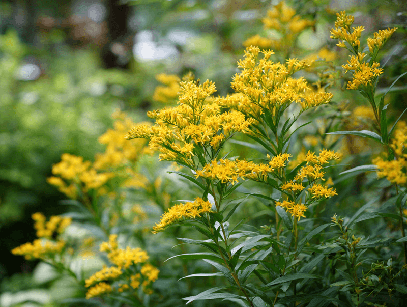 Plant In Spring For Strong Root Establishment