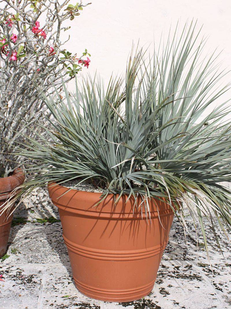 Use Silver Saw Palmetto For A Unique Tropical Container Look