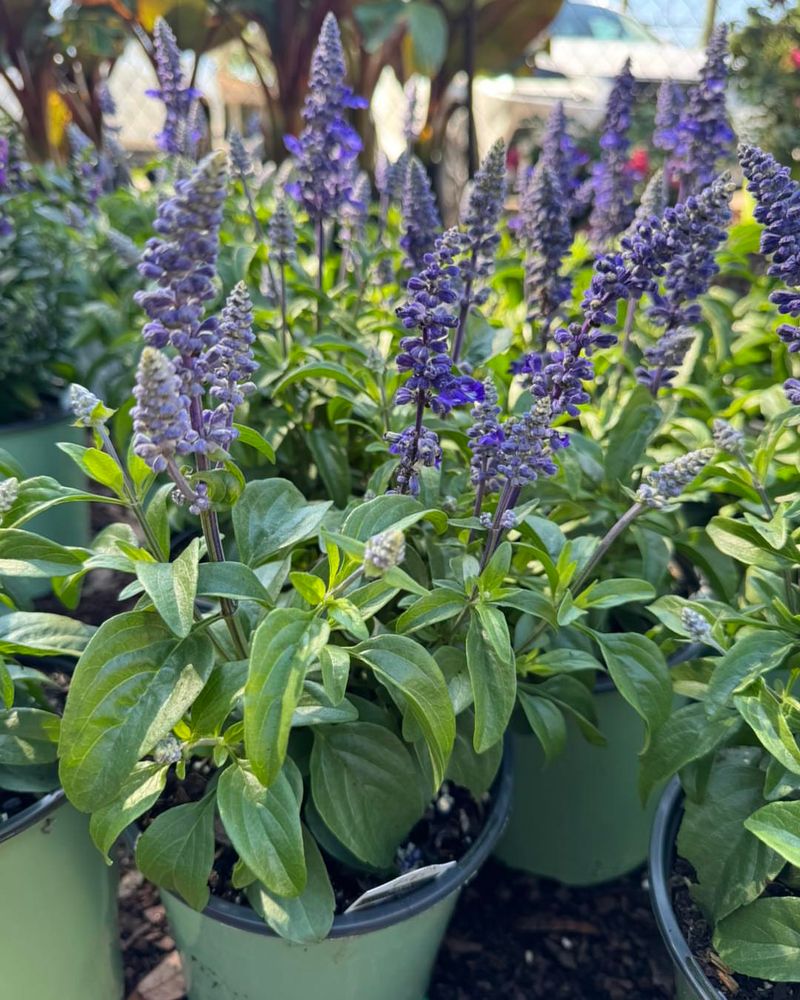 Add Pollinator Power With Salvia