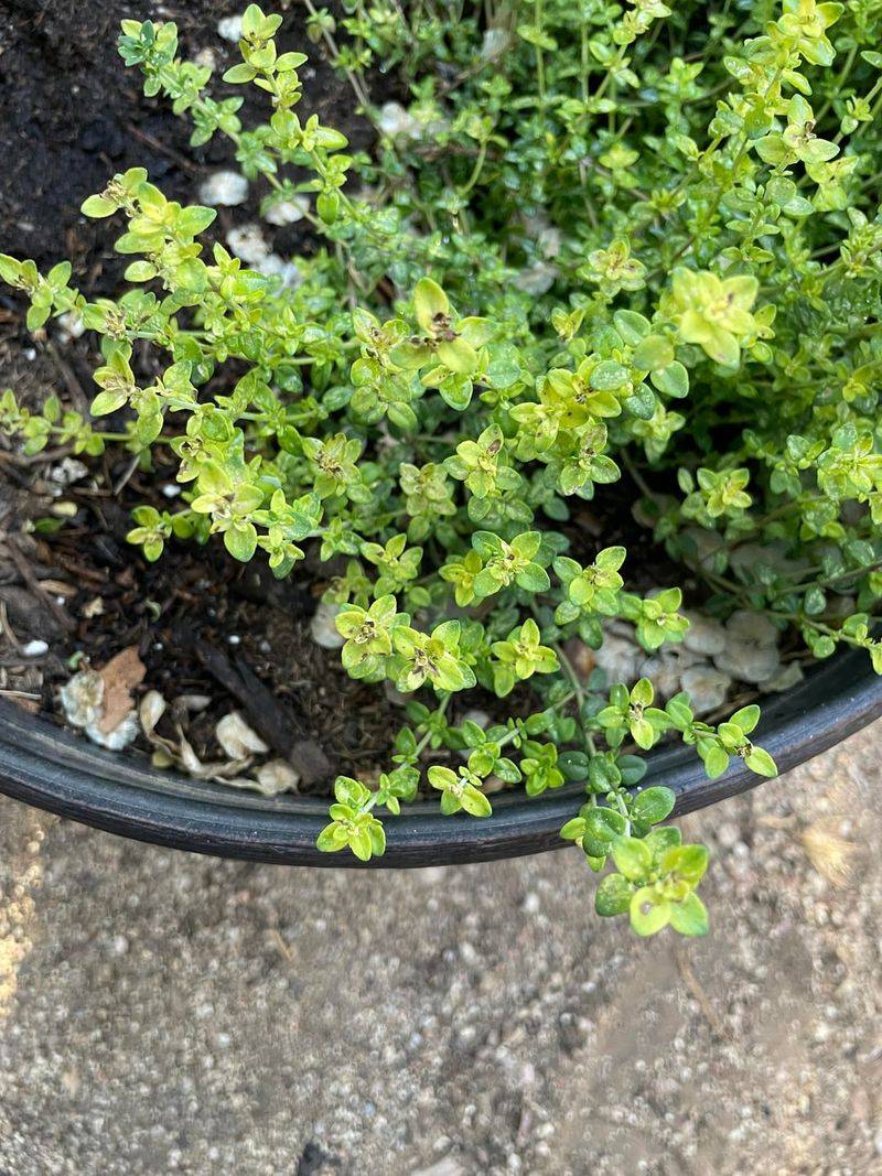 Pair Thyme And Oregano For A Mediterranean Pot
