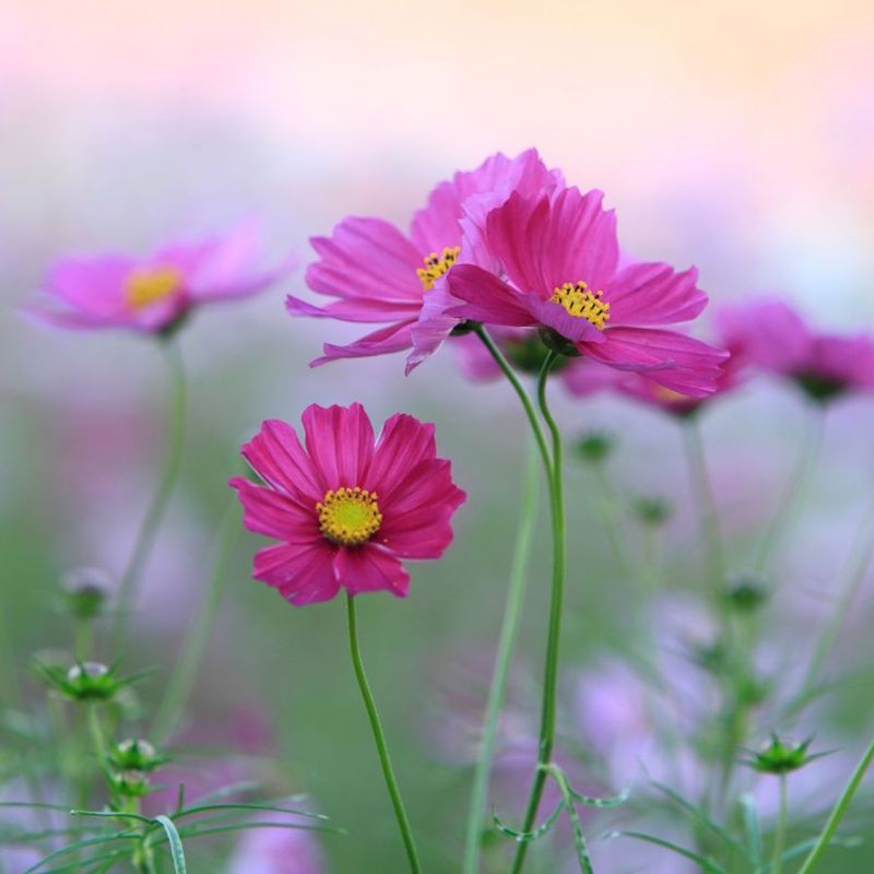 Add Cosmos For Light Airy Blooms