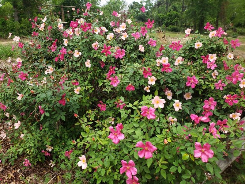 Add Mutabilis For Vigorous Warm Climate Growth