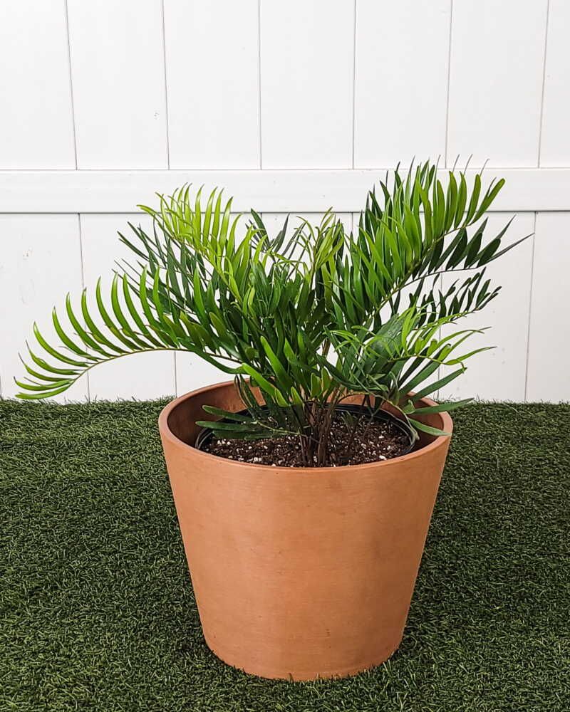 Use Coontie For Low Water Native Structure In Pots