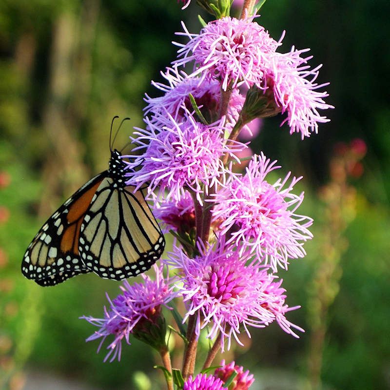 Use Button Blazing Star For Heat Clay And Pollinator Power