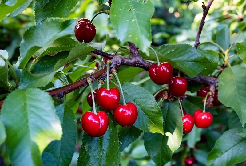 Choose Between Sweet And Sour Cherry Types