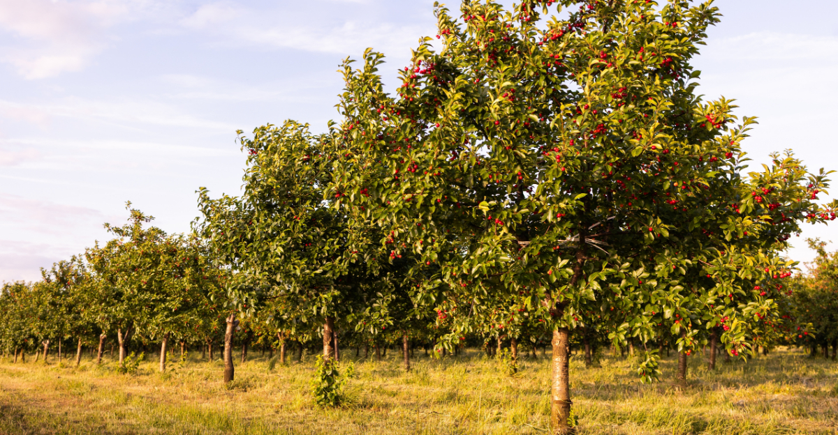 Grow Cherry Trees In Oregon For Beautiful Blooms And Fruit