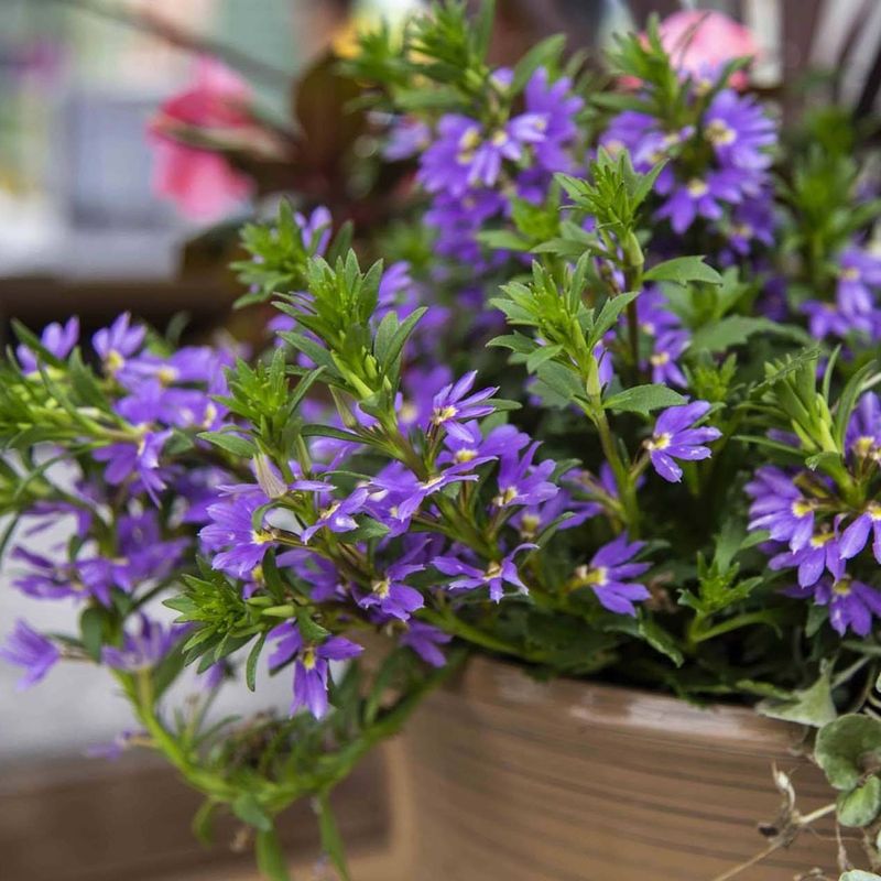 Add Scaevola For Heat Proof Trailing Color