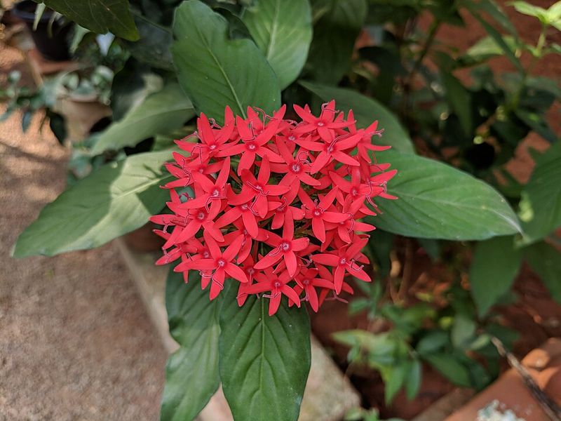 Use Pentas For Upright Color In Central And South Florida