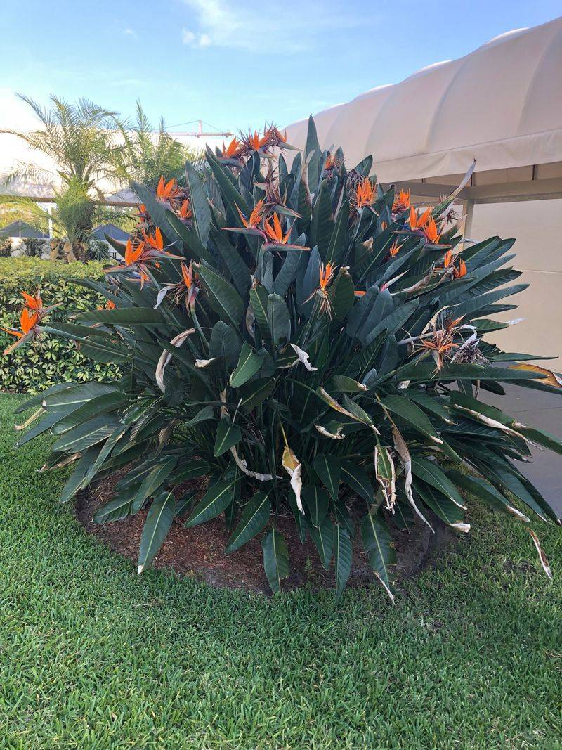 Divide Crowded Clumps Only When Needed