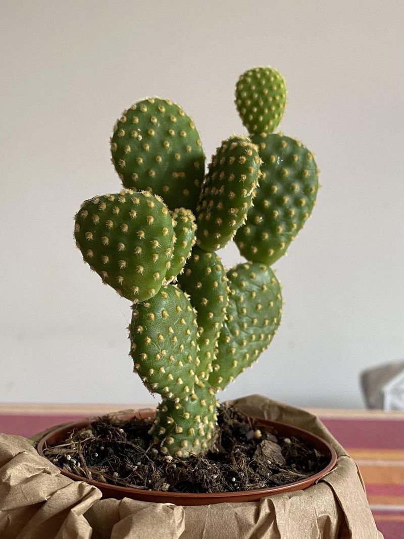 Dry Soil Between Waterings Supports Healthier Growth