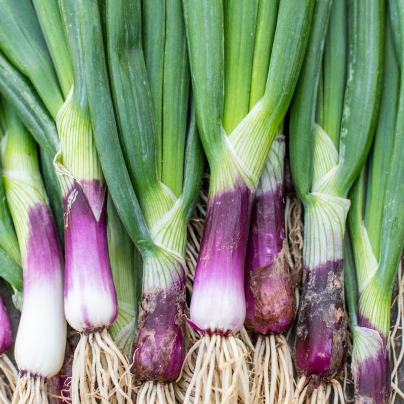 Tuck Bunching Onions Around The Edges