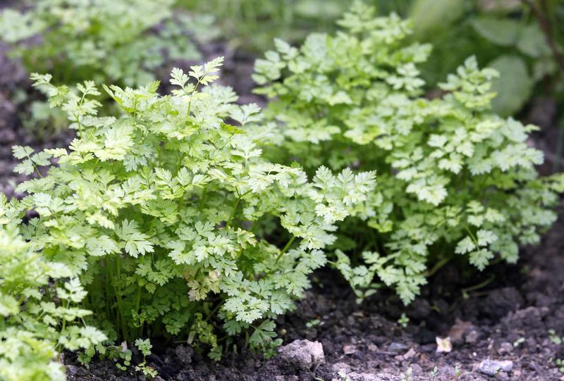 Plant Parsley For Reliable Shade Growth