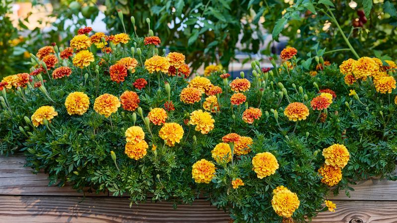 Use Marigolds Nearby Without Crowding The Roots