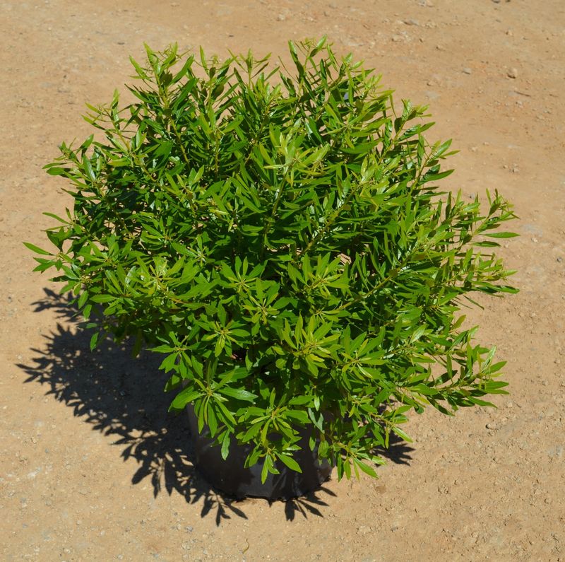 Use Wax Myrtle To Create A Cool Shaded Microclimate