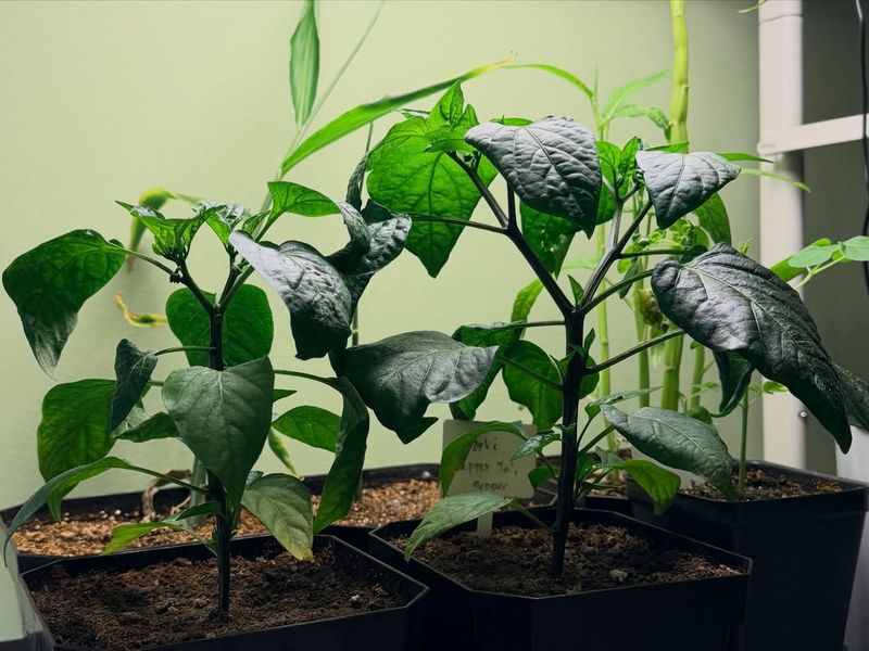 Start With Warm, Stable Temperatures