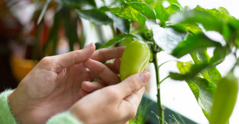 Grow Peppers Indoors In California With These 10 Tips