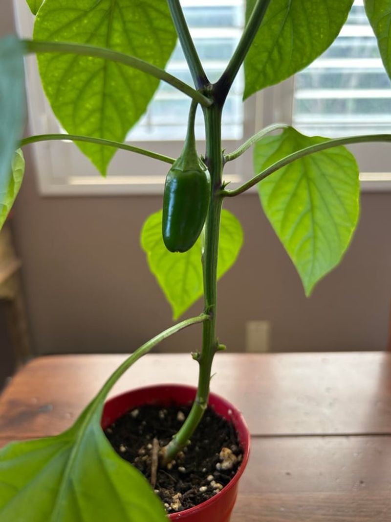 Give Them Strong Light