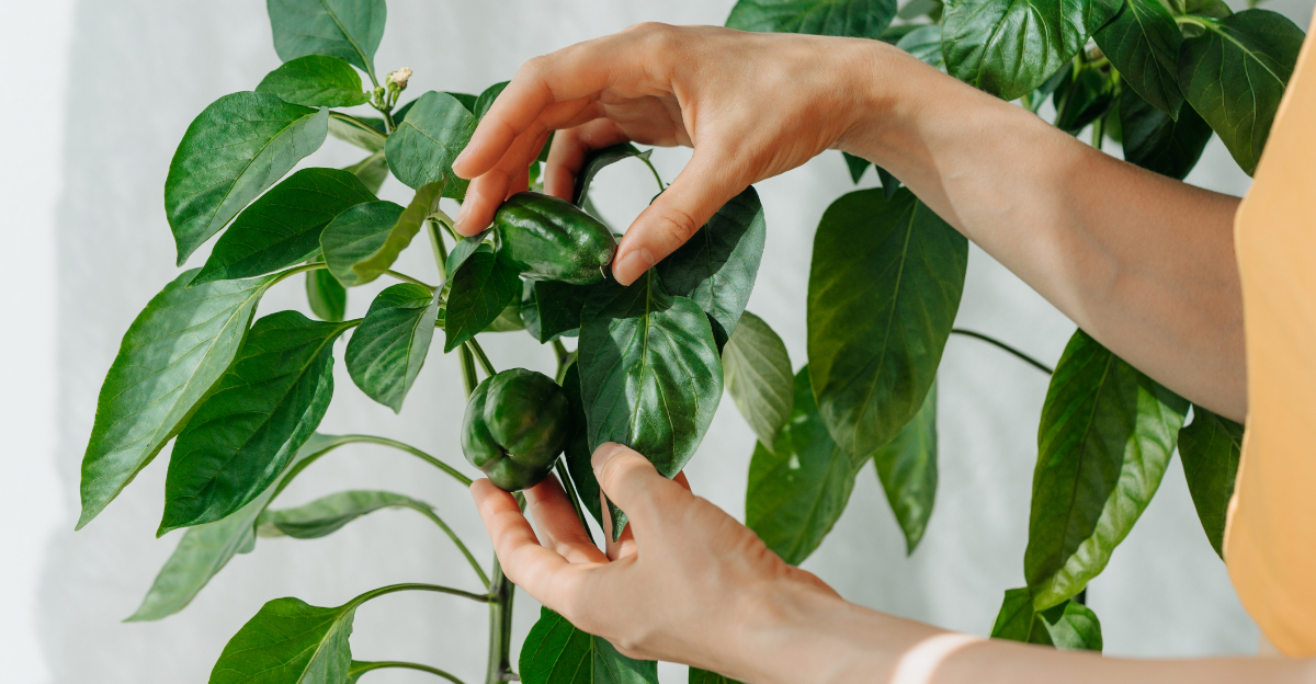 Grow Peppers Indoors In Texas With These 10 Simple Tips