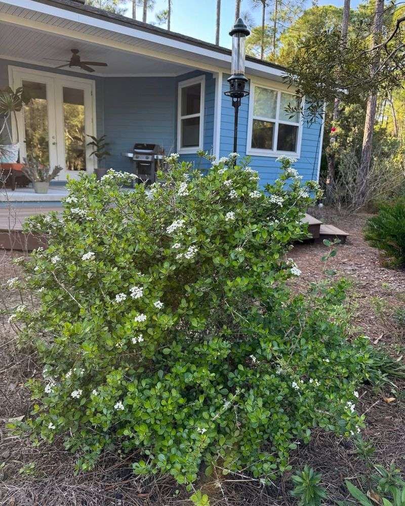 Add Walters Viburnum For A Reliable Native Backbone