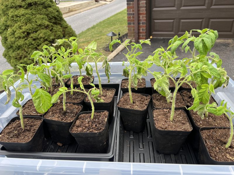 Keep Soil Moisture Even And Avoid Overfertilizing