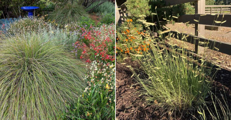 Grow These Native California Plants Instead Of Ornamental Grasses