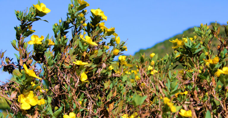 Grow These Shrubs Instead Of Oleander In California