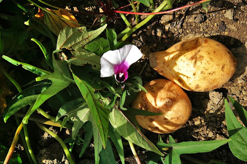 Plant Boniato For A True Florida Summer Root Crop