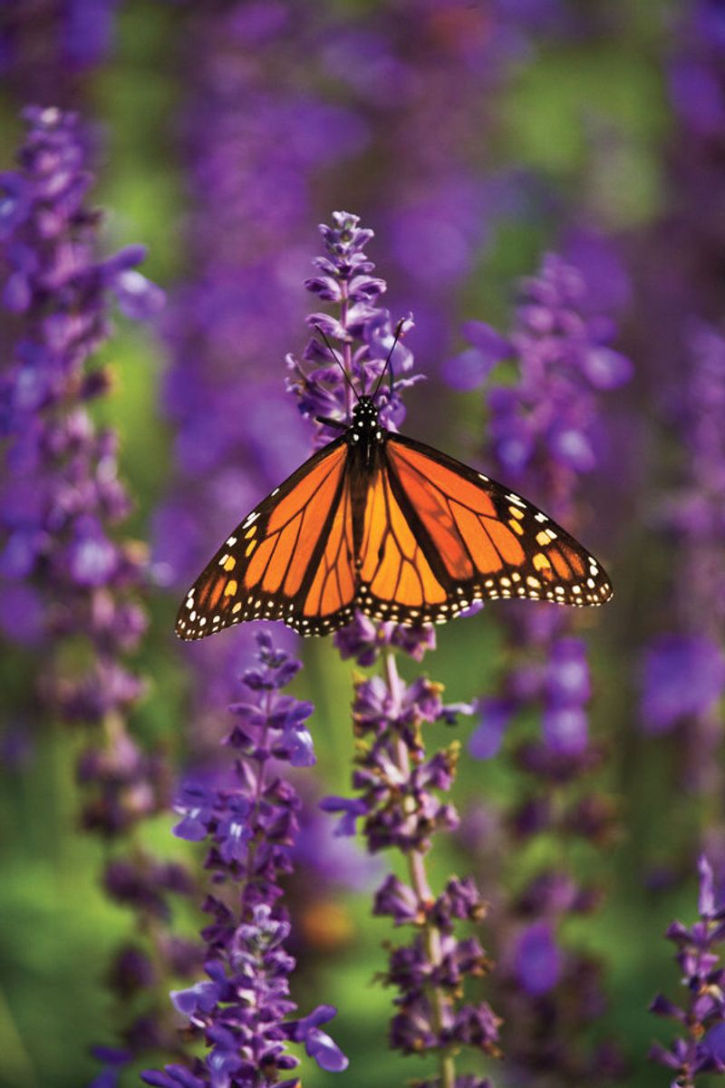 Use Salvia For Bold Spikes Of Color