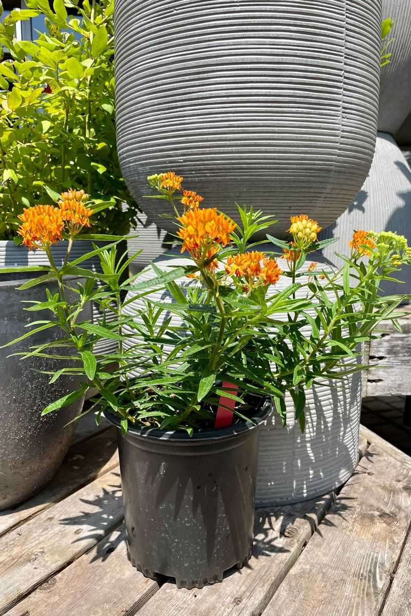Pick Butterfly Weed For Bright Color In Hot Sunny Pots