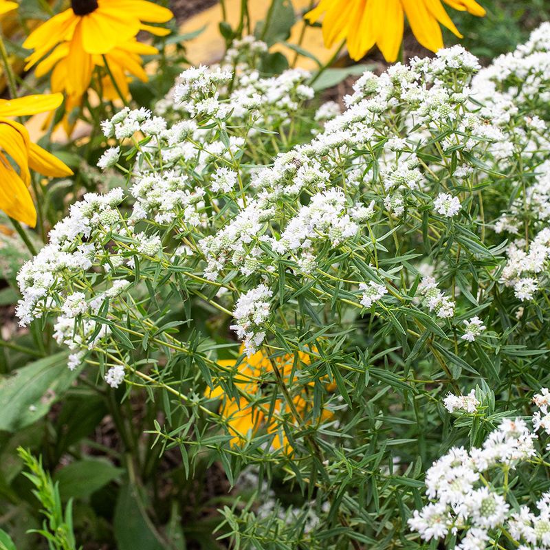 Plant Mountain Mint For Fragrance Without The Fuss