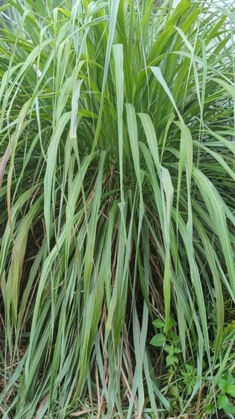 Easy To Grow As An Annual Inland