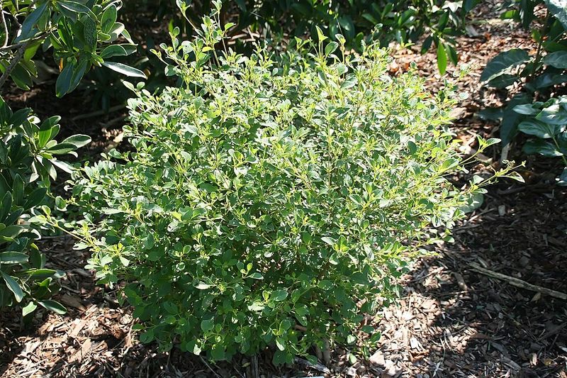 A Low Maintenance Shrub That Still Looks Full