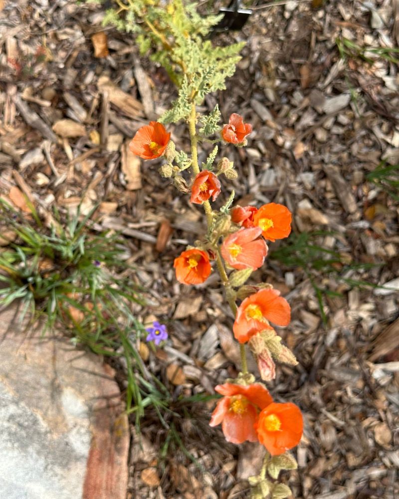 Flowering Continues Even As Conditions Turn Hot And Dry