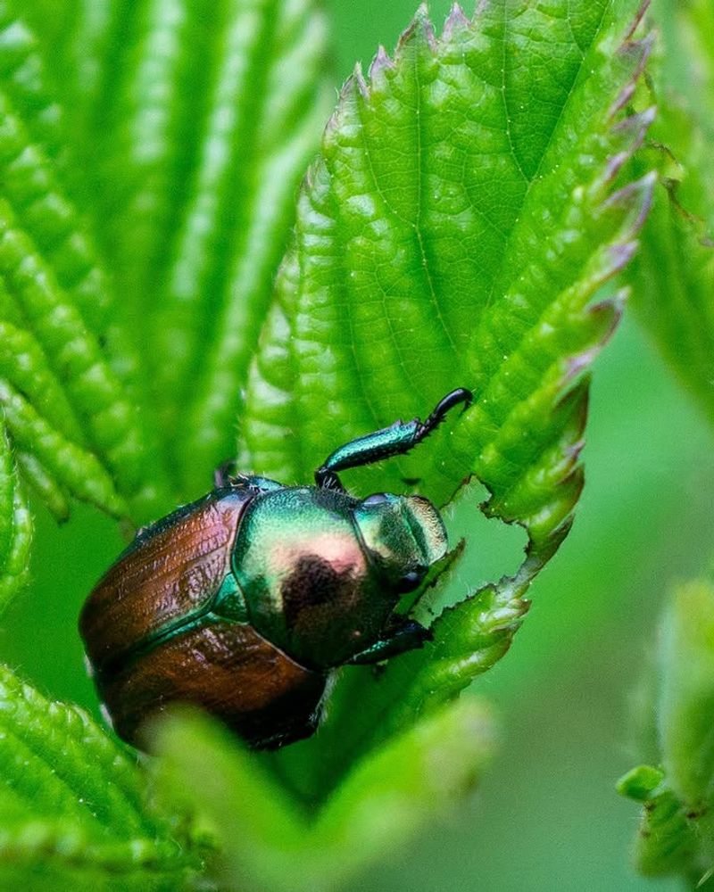 Adult Beetles Are Active For About Six Weeks