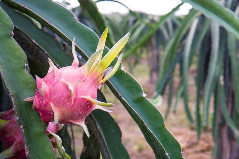 Dragon Fruit Produces Well In Warm Conditions