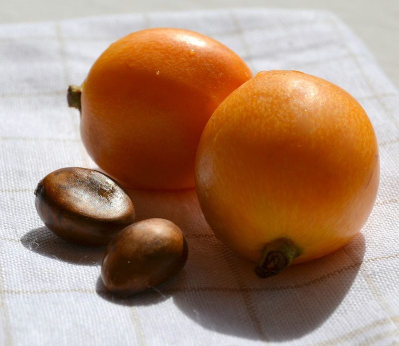 Loquat (Eriobotrya japonica)