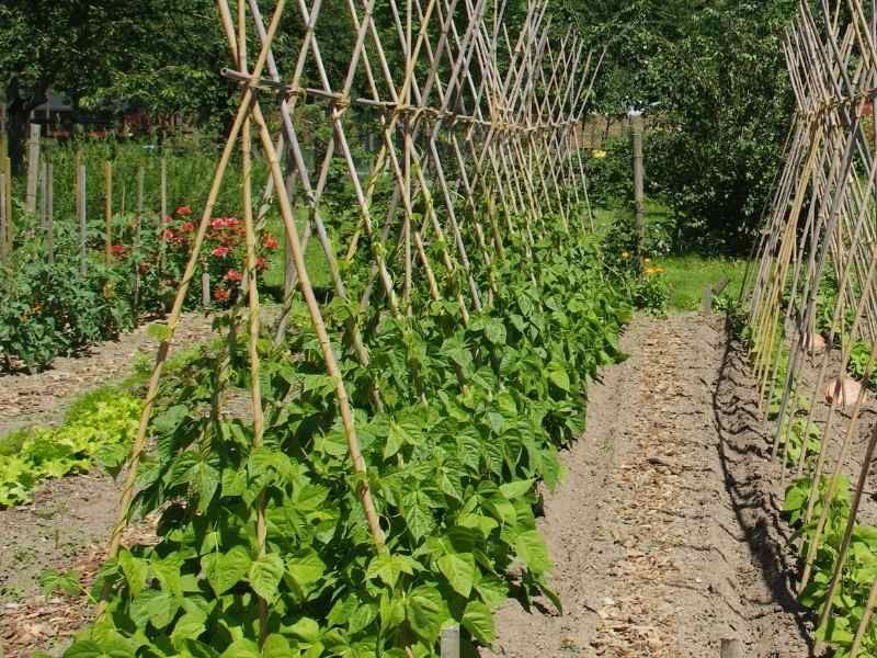 Mulch The Base To Hold In Moisture And Reduce Weeds