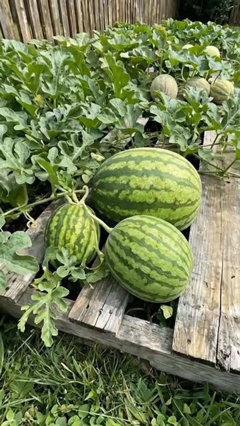 Tie And Train Vines To Keep Them Climbing Up