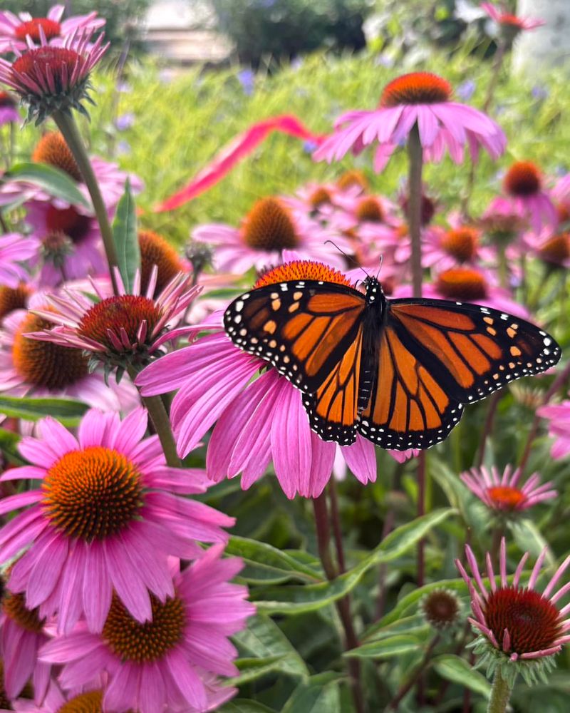 Coneflower Brings Color And Pollinator Activity